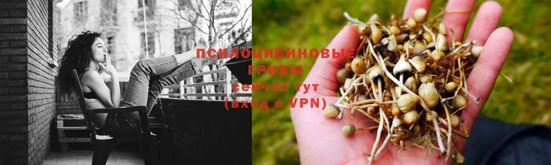 Галлюциногенные грибы Psilocybe  Завитинск 